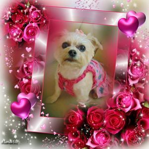 Meet your Posher, Jamie